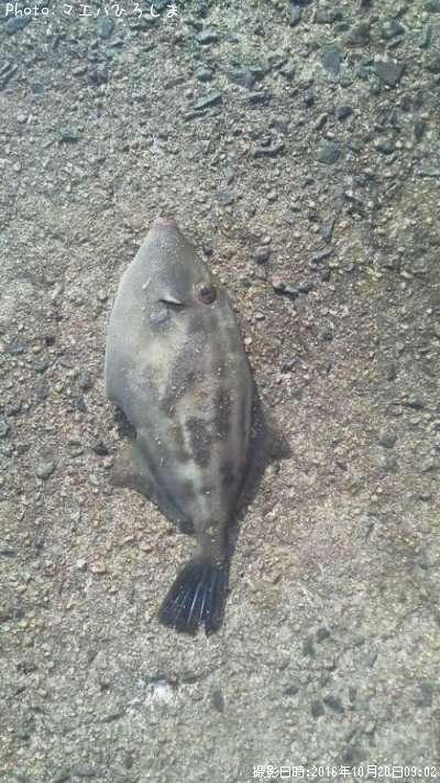 ���ޥ���ϥ�