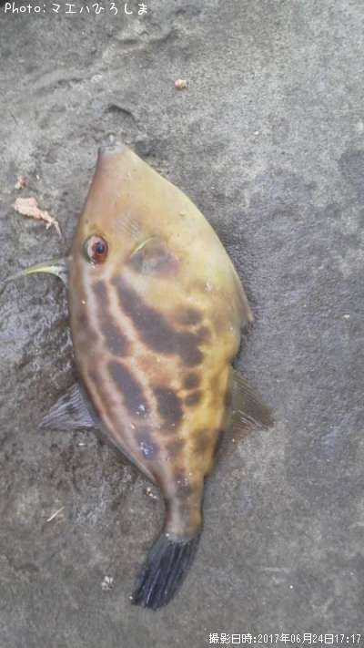 ���ޥ���ϥ�