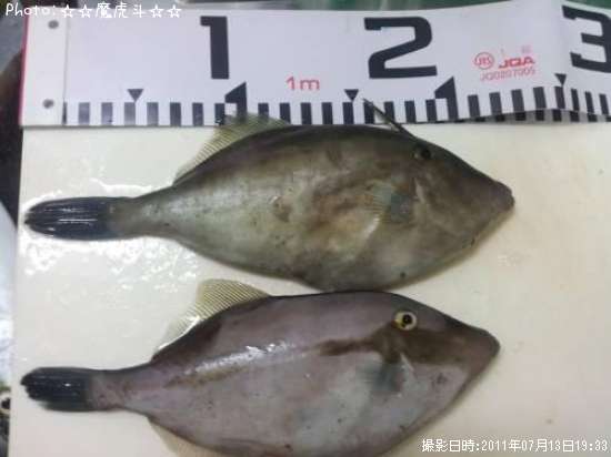 ���ޥ���ϥ�