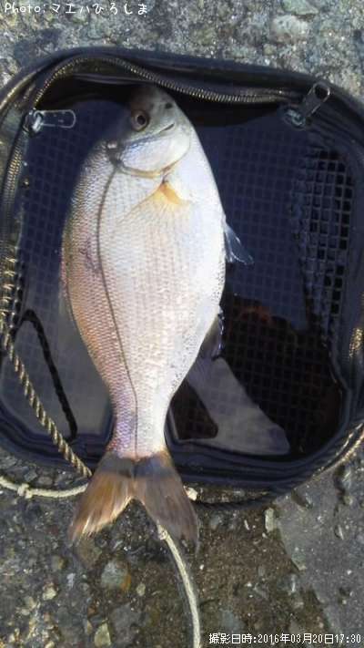 ���ߥ��ʥ�