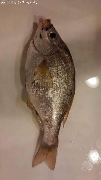 ���ߥ��ʥ�