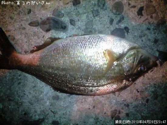 ���ߥ��ʥ�