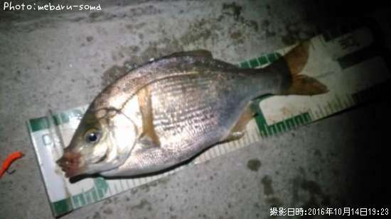 ���ߥ��ʥ�