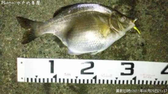 ���ߥ��ʥ�