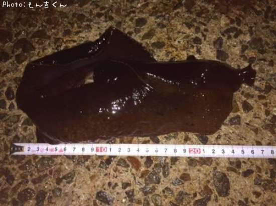 ���ߥ���