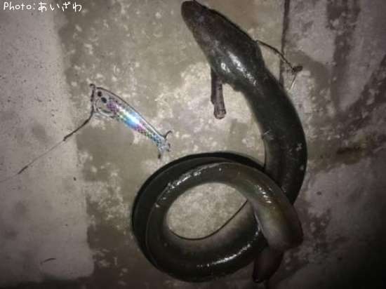 ���ʤ����ʡ�