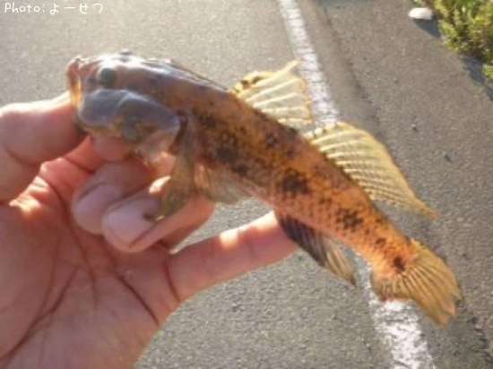 �����ϥ�