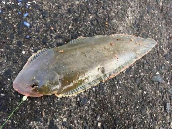 �����Υ���