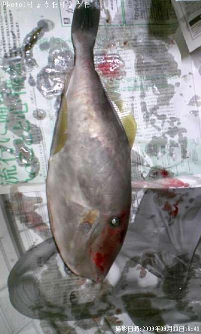 �����Хϥ�