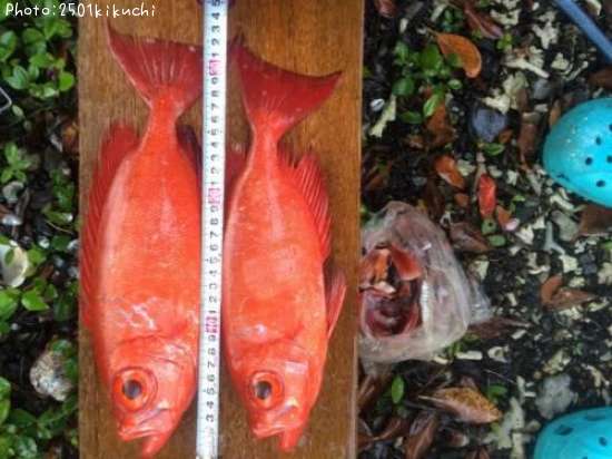 �����٥˥���ȥ�