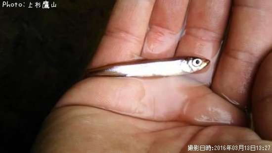 �參������