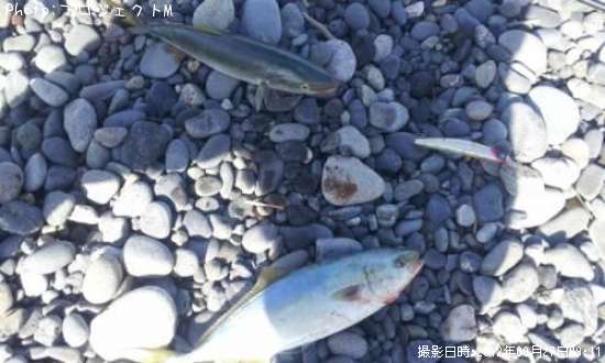 �ޡ̥參����