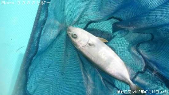 �參��������