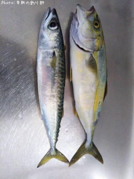 �參��������