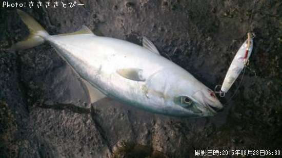 �參�������С����ޥ�