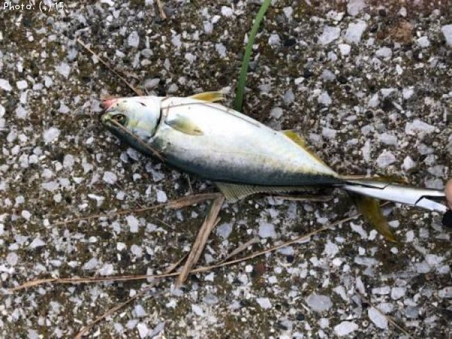 �參���������Х�