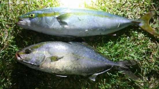 �參�������祴