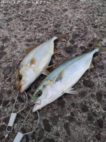 �參�������祴