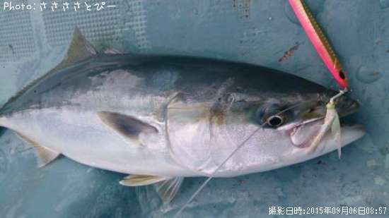 ��饵������������