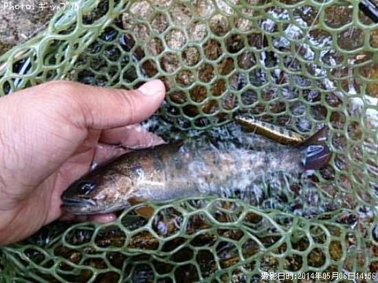 ��ޥᡩ������ʡ�