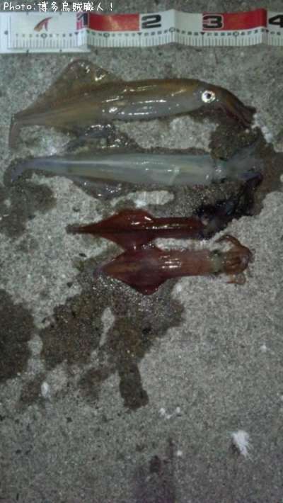 ��ꥤ�������󥵥�����