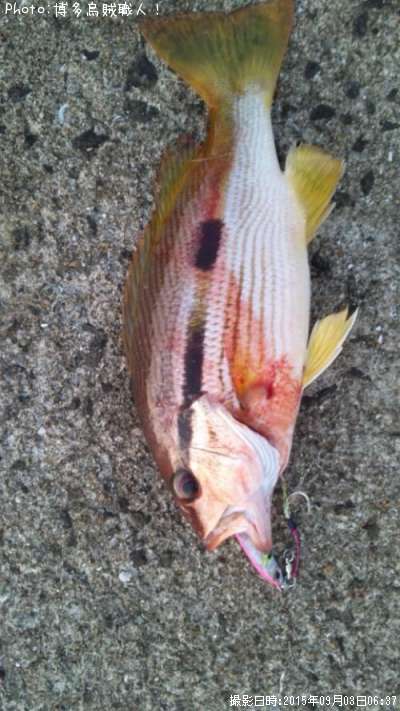 �襳�����ե�����