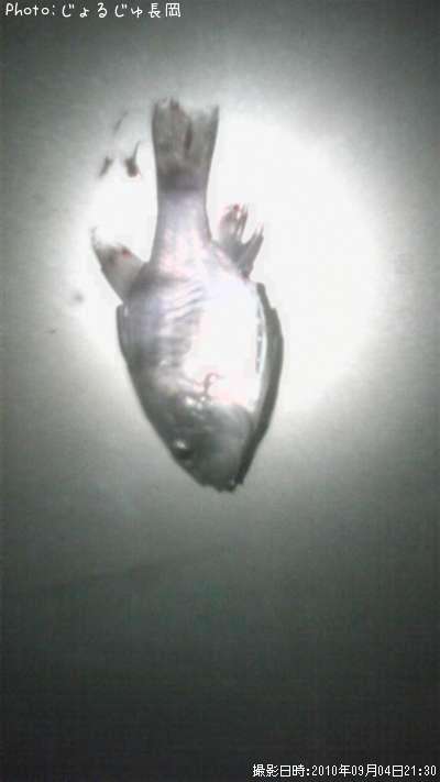 �襳�����������