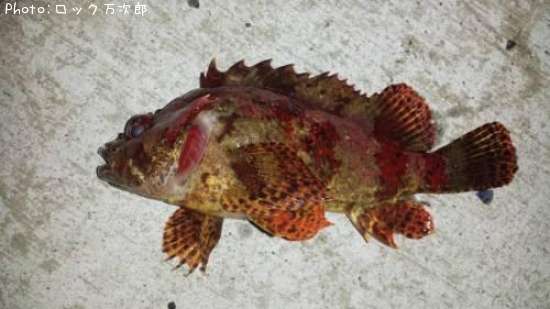 �������Х�