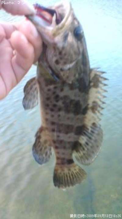 ����䡼�ߡ��Х�