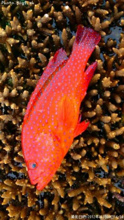 �楫���ϥ�