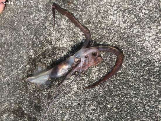 �楦�쥤����