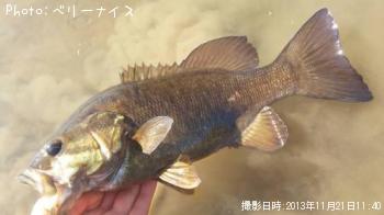 ���⡼��ޥ����Х�