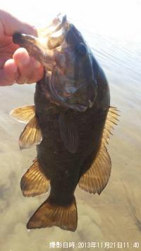 ���⡼��ޥ����Х�