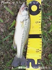 ¥Ö¥é¥Ã¥¯¥Ð¥¹