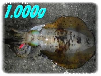 ¥¢¥ª¥ê¥¤¥«