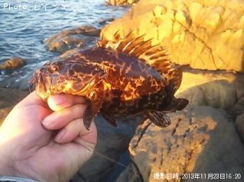 ¥«¥µ¥´¡õ¥¿¥±¥Î¥³