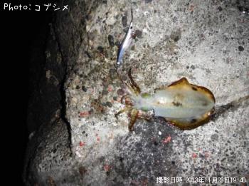 ¥¢¥ª¥ê¥¤¥«