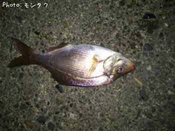 ¥¦¥ß¥¿¥Ê¥´