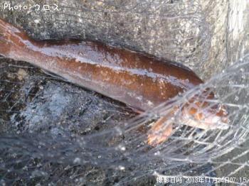 �����ʥ�