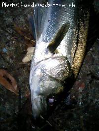 �����Х�