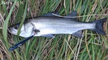 �����Ф�