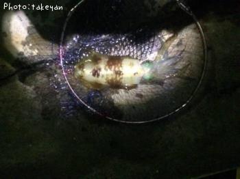 ¥¢¥ª¥ê¥¤¥«