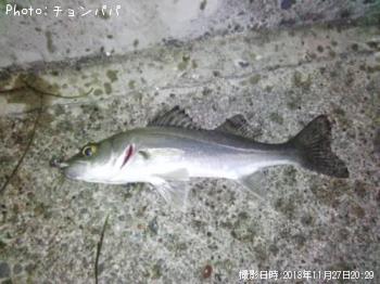 �����Х����ߥ�