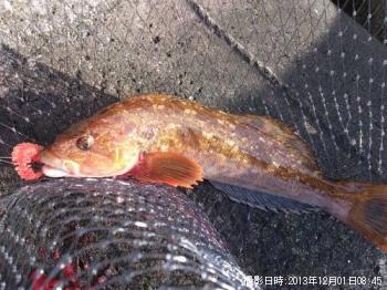 �����ʥ�