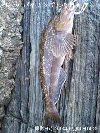 �����ʥ�