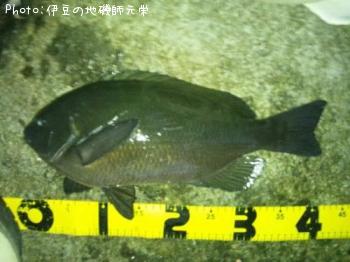 �����᥸��