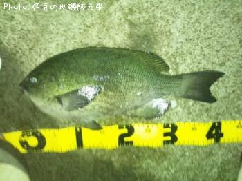 �����᥸��