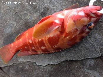 �����ϥ�