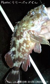 ガシラんらん♪