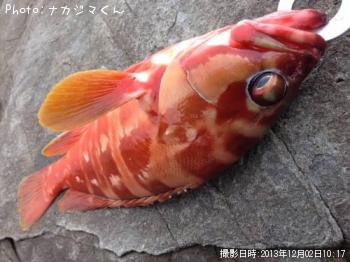 �����ϥ�